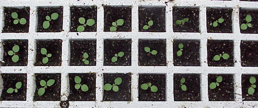 幼苗生長定量.bmp 幼苗生長定量.bmp