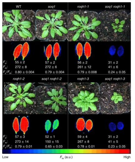自我適應(yīng)與調(diào)節(jié)2.jpg 自我適應(yīng)與調(diào)節(jié)2.jpg